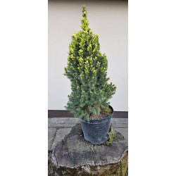 Świerk biały Daisy's White