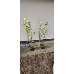 Świdośliwa Amelanchier