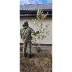 Świdośliwa Amelanchier