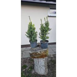 Cis pośredni 'Hicksii'