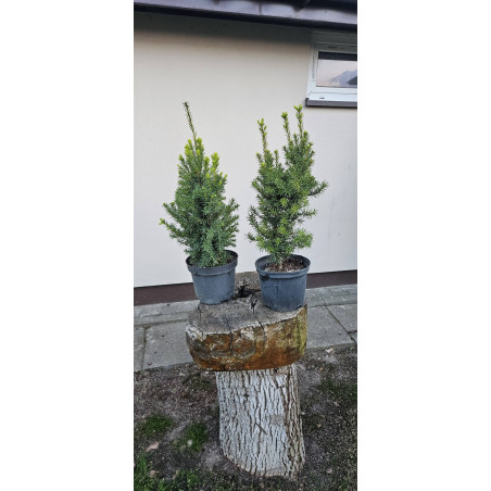 Cis pośredni 'Hicksii'