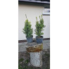 Cis pośredni 'Hicksii'