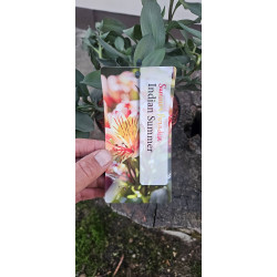 Alstremeria ogrodowa Indian Summer