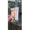 Alstremeria ogrodowa Indian Summer