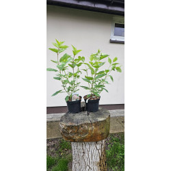 hortensja bukietowa 'Phantom'