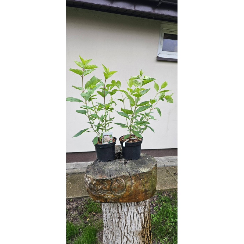 hortensja bukietowa 'Phantom'