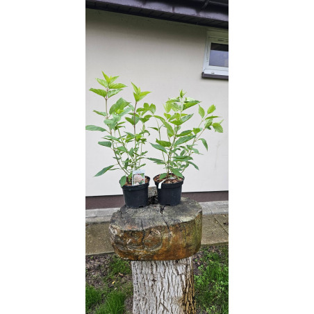 hortensja bukietowa 'Phantom'