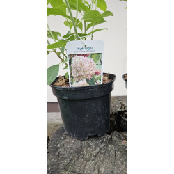 hortensja bukietowa 'Phantom'