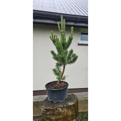Sosna czarna 'Oregon Green'