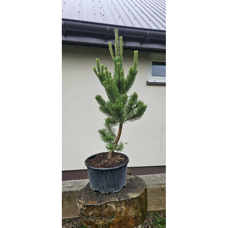 Sosna czarna 'Oregon Green'