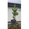 Sosna czarna 'Oregon Green'