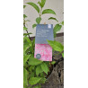 Hortensja bukietowa 'LIVING PINK & ROSE'