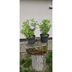 Hortensja bukietowa 'LIVING PINK & ROSE'