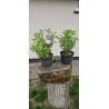 Hortensja bukietowa 'LIVING PINK & ROSE'