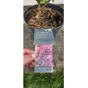 Hortensja bukietowa LIVING PINKY PROMISE