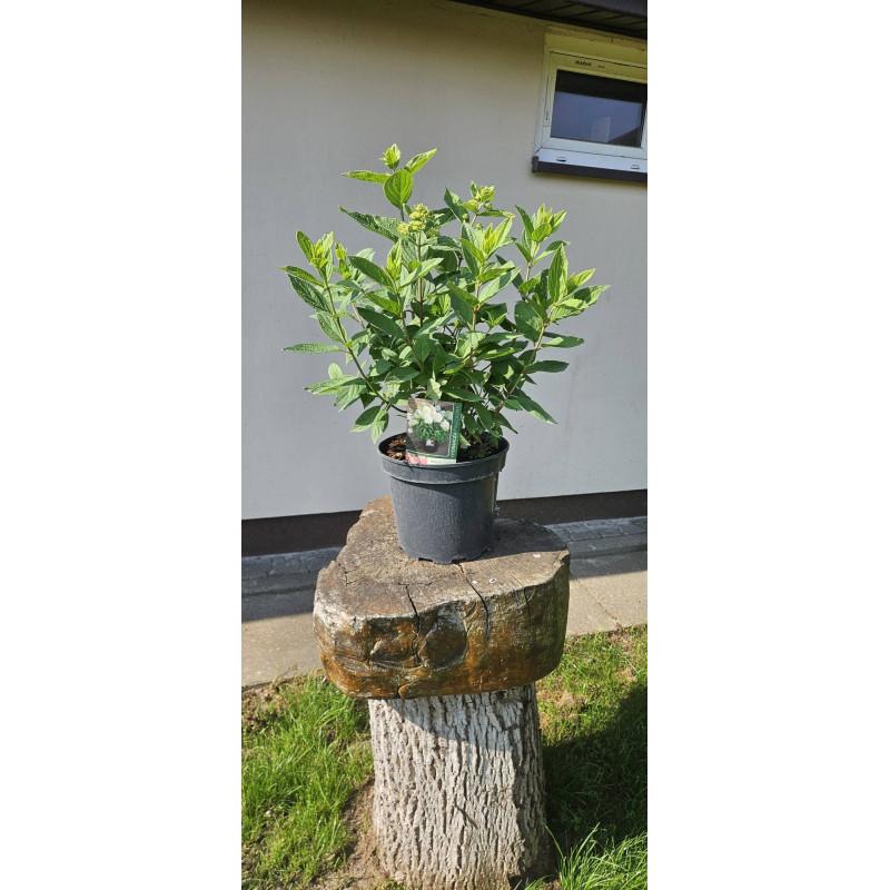 Hortensja bukietowa 'Sweet summer'