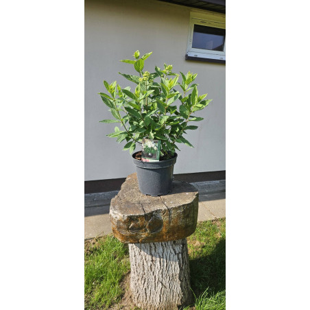 Hortensja bukietowa 'Sweet summer'