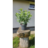 Hortensja bukietowa 'Sweet summer'
