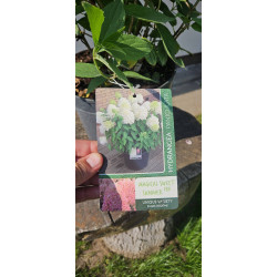 Hortensja bukietowa 'Sweet summer'