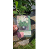 Hortensja bukietowa 'Sweet summer'