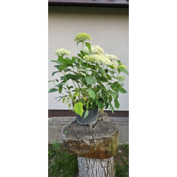 Hortensja krzewiasta 'Annabelle'
