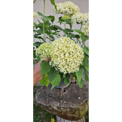 Hortensja krzewiasta 'Annabelle'