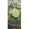 Hortensja krzewiasta 'Annabelle'