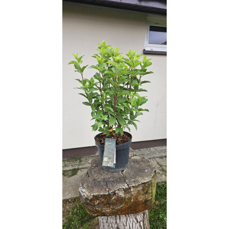 Hortensja bukietowa Living Sugar Rush