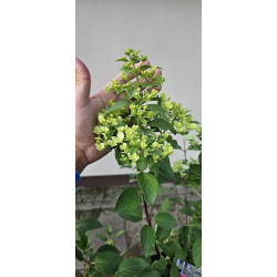 Hortensja Bukietowa DIAMANT ROUGE