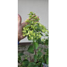 Hortensja Bukietowa DIAMANT ROUGE