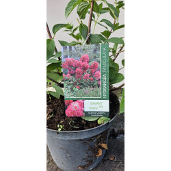 Hortensja Bukietowa DIAMANT ROUGE
