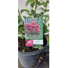 Hortensja Bukietowa DIAMANT ROUGE