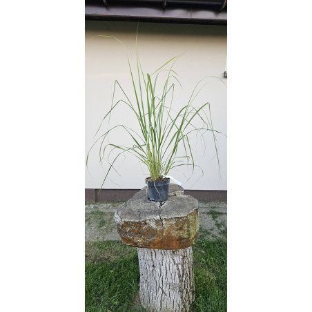 Rozplenica japońska 'Black Beauty'