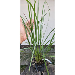 Rozplenica japońska 'Black Beauty'