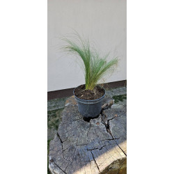 Ostnica mocna 'Pony Tails'