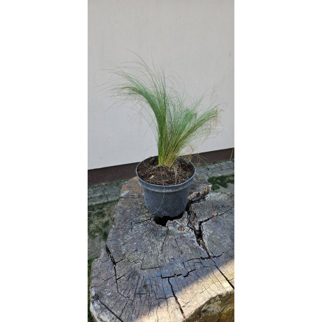 Ostnica mocna 'Pony Tails'