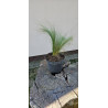 Ostnica mocna 'Pony Tails'