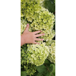 Hortensja bukietowa 'Hercules'