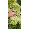 Hortensja bukietowa 'Hercules'