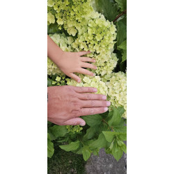 Hortensja bukietowa 'Hercules'