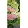 Hortensja bukietowa 'Hercules'