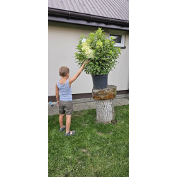 Hortensja bukietowa 'Hercules'
