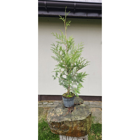 Tuja 'Brabant'