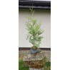 Tuja 'Brabant'